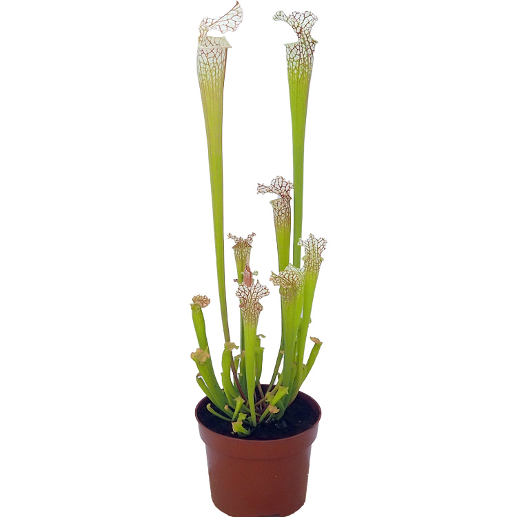 Sarracenia leucophylla - white pitcher plant