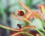 Sundews