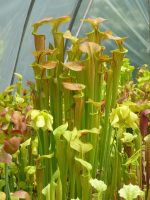 Sarracenia flava 'Strained'