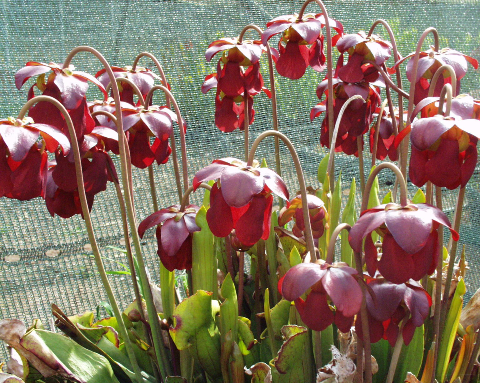 Sarracenia x catesbaei (flava x purpurea )