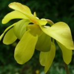 Sarracenia oreophila Mountain Pitcher plant