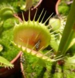 Venus Flytrap 'Dingleys Big Vigorous'