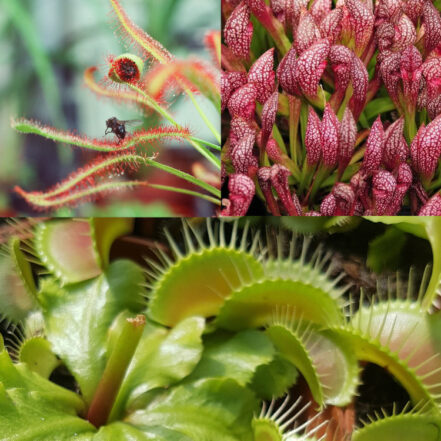 Giant Venus Flytrap Collection | South West Carnivorous Plants