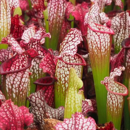 Sarracenia leucophylla hybrid | South West Carnivorous Plants