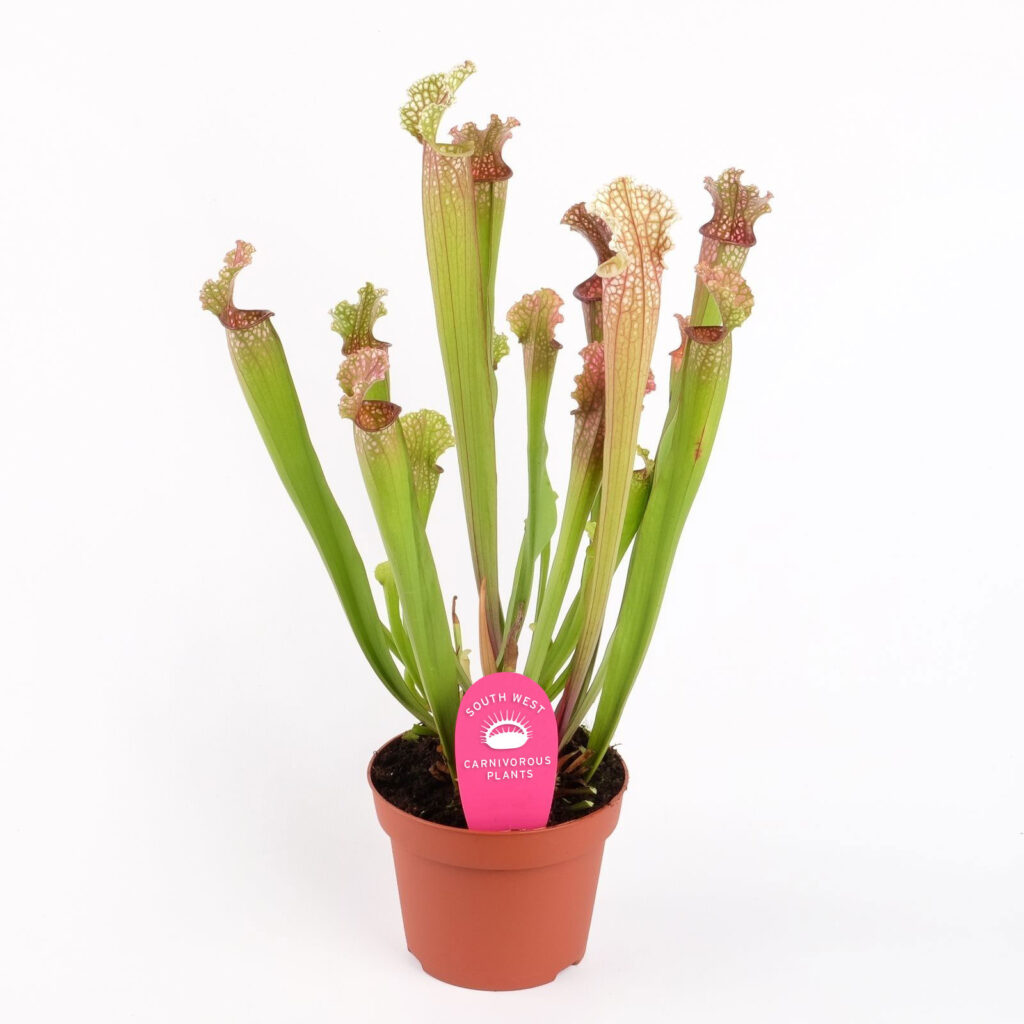 sarracenia-x-stevensii-south-west-carnivorous-plants