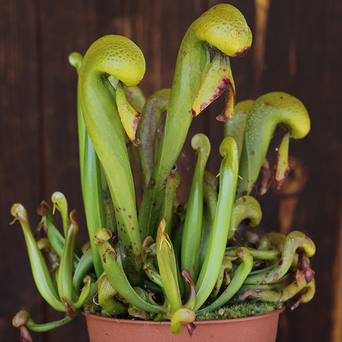 Darlingtonia californica - Cobra Lily
