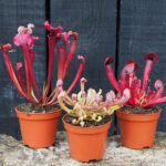 Sarracenia hybrid collection - Standard Small