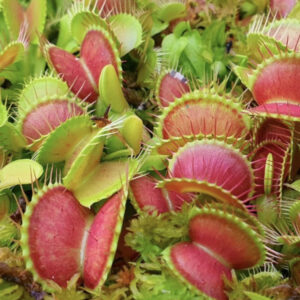 Venus Flytrap Mini Terrarium Kit | South West Carnivorous Plants