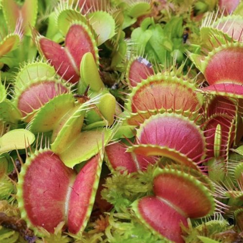 Venus Flytrap Mini Terrarium Kit | Littleshopofhorrors.co.uk