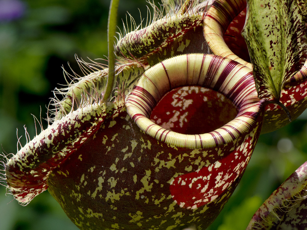 giant carnivorous plants with names