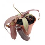 Nepenthes 'Rebecca Soper'