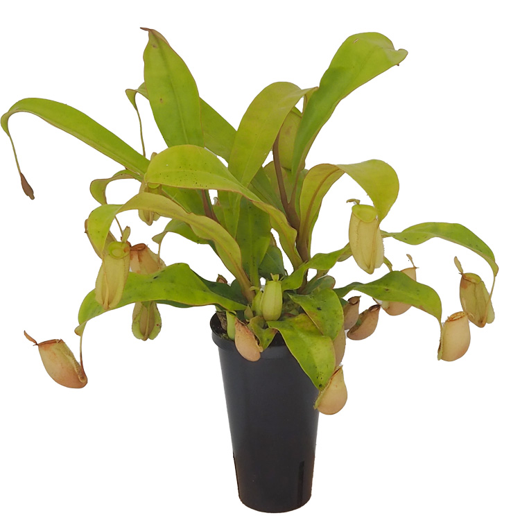 Nepenthes ampullaria hybrid - potsize 12