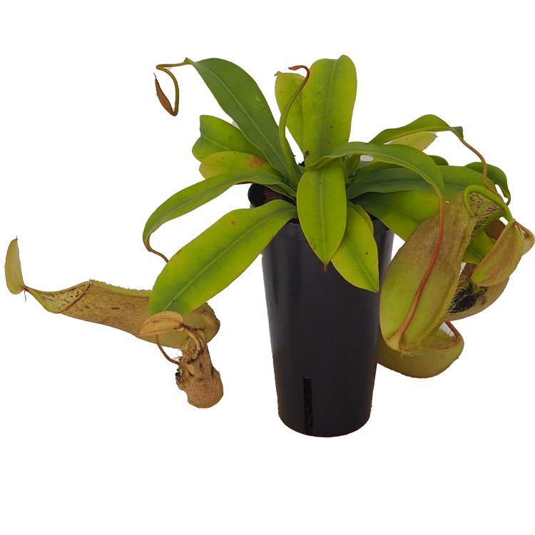 Nepenthes hispida 'Beck' - potsize 12