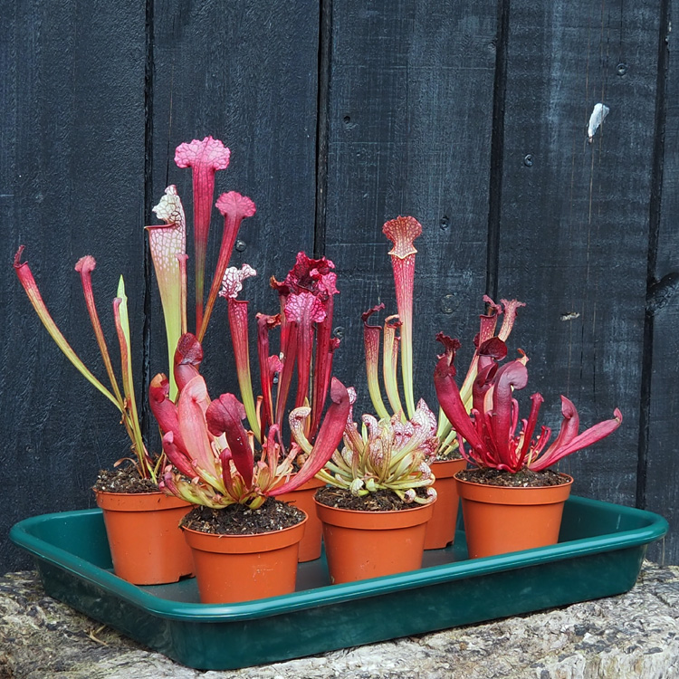 Sarracenia hybrid collection - Standard Small 6 plants