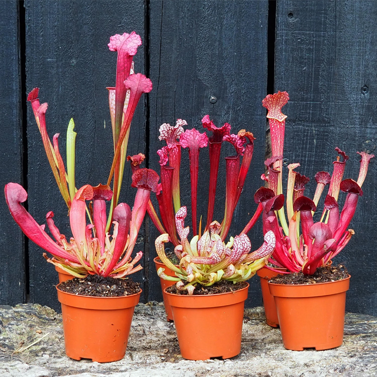 Sarracenia hybrid collection - Standard Small 6 plants