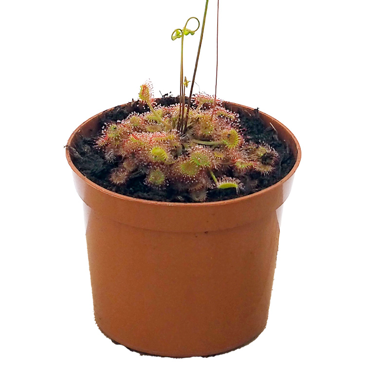 Drosera rotundifolia