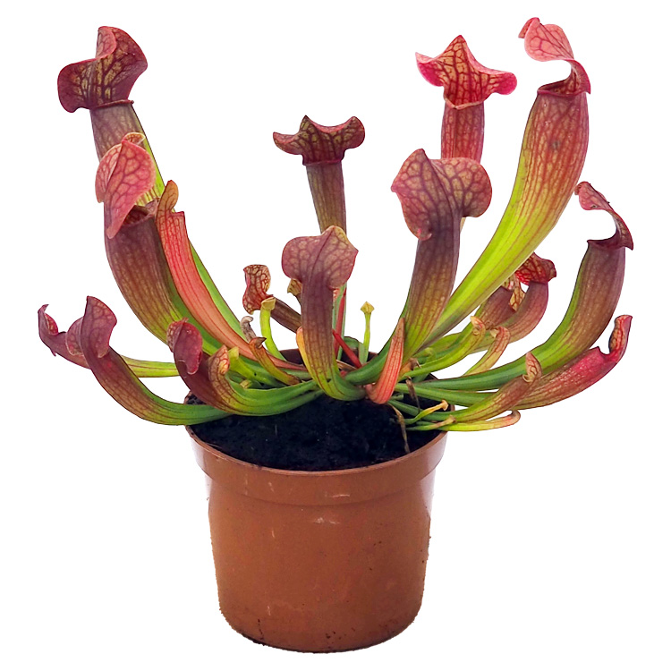 Sarracenia 'Tess'