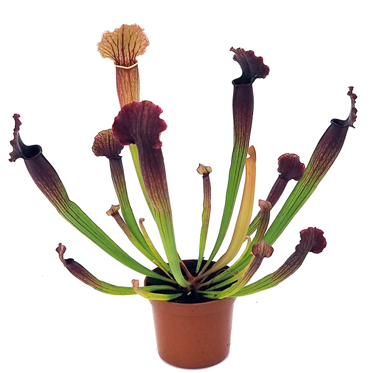 Sarracenia 'Thomas'