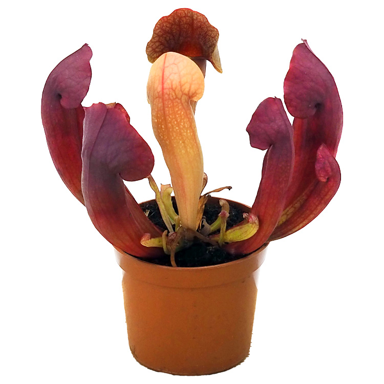 Sarracenia x Barba Red