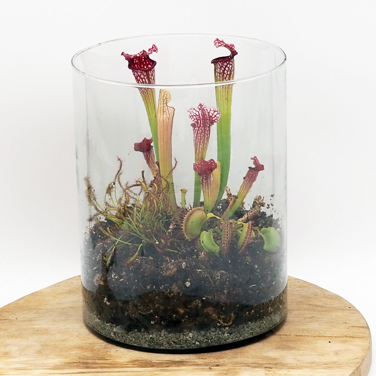 Mixed Carnivorous Plant Terrarium Kit - Cylinder