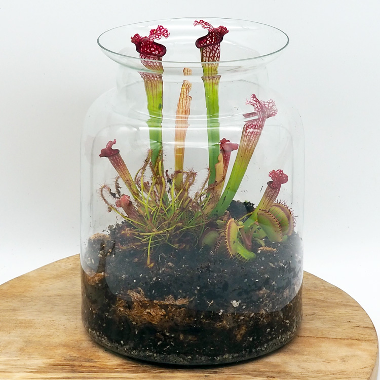 Mixed Carnivorous Plant Terrarium Kit - Elegant M