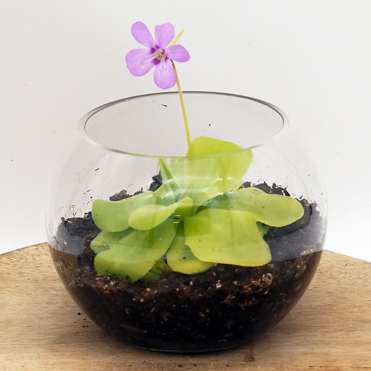 Terrarium Kit Bowl Vase - Pinguicula