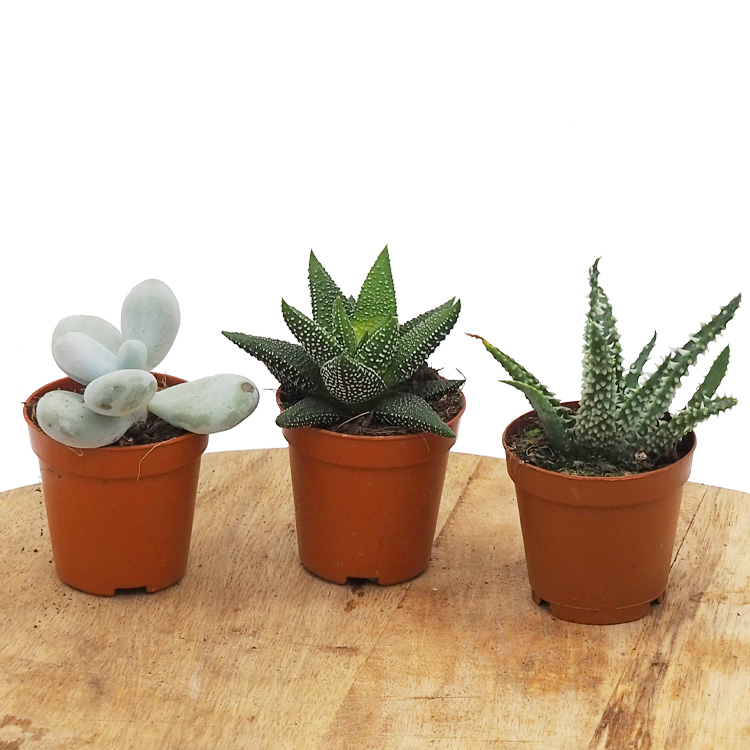 Succulent Collection - 3 plants