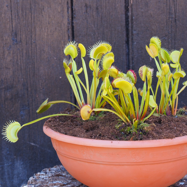 Giant Venus Flytrap Collection in bowl