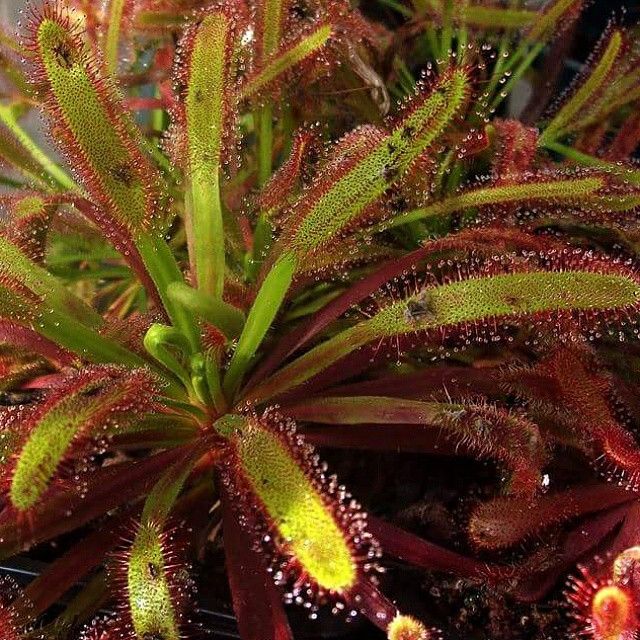 Drosera capensis broad leaf