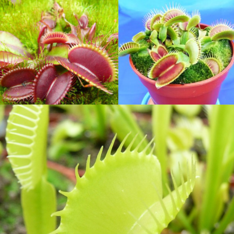 Venus Flytrap Collection