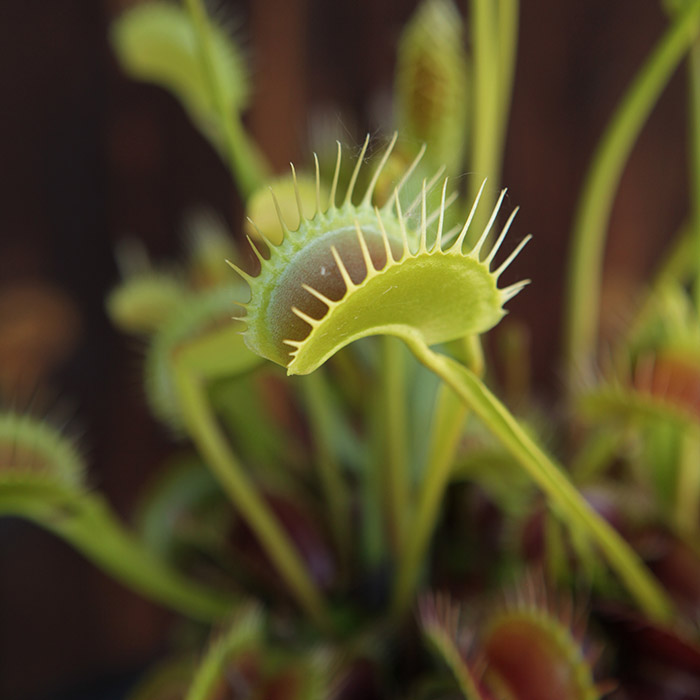 Venus Flytrap 'Darwin'