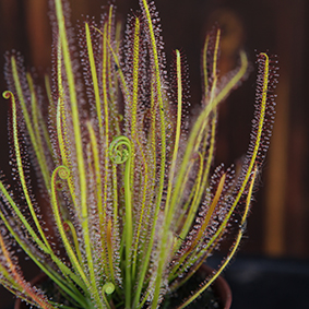 Drosera filiformis ssp filiformis 'California Sunset'