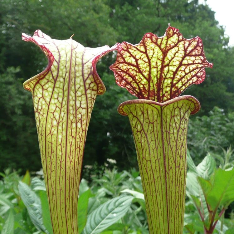 Sarracenia 'Lynda Butt'