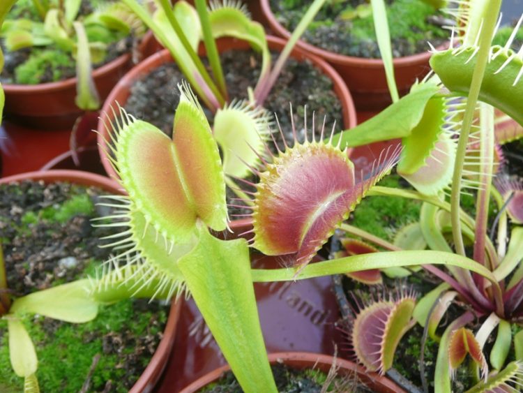Venus Flytrap South West Giant hybrid large plant