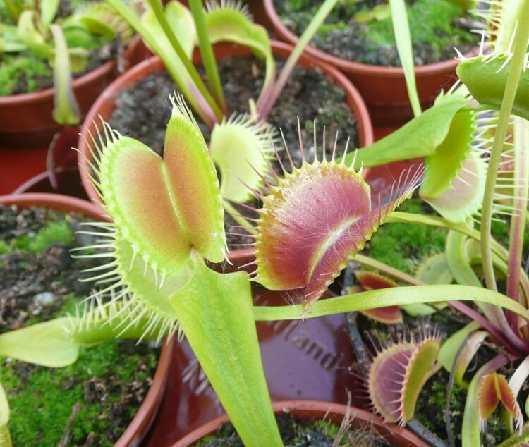 Venus Flytrap South West Giant hybrid large plant