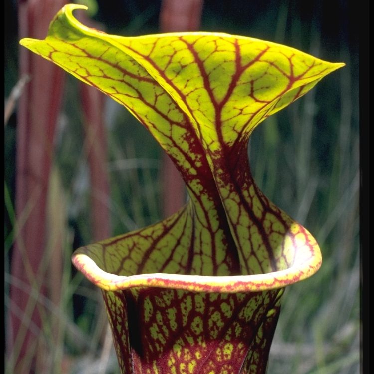 Sarracenia flava var rubricorpa