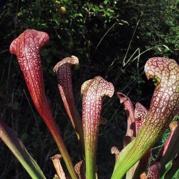 Sarracenia 'Jenny Helen'