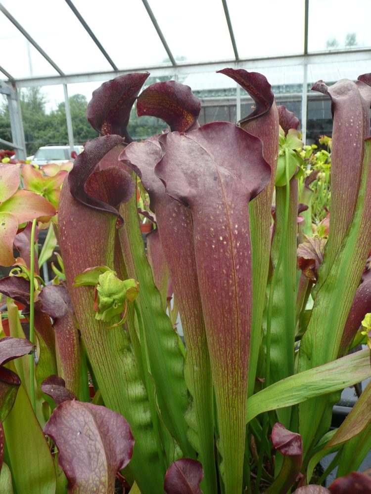 S. x willissi x minor Okee Giant