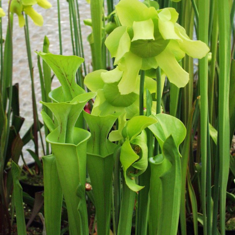 Sarracenia alata x flava maxima