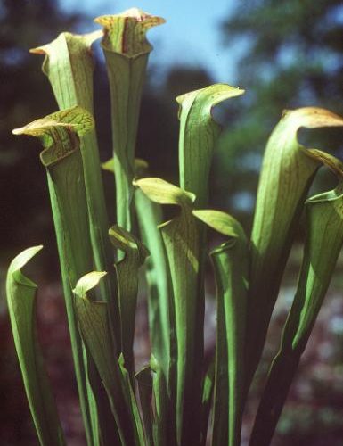 Sarracenia x harperi (flava x minor)