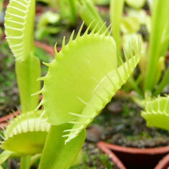Venus Flytrap All Green form