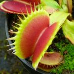 Venus Flytrap 'Big Mouth'