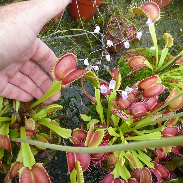 Venus Flytrap 'Fang'