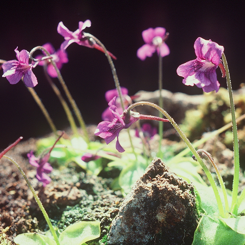 Pinguicula grandiflora, European Butterwort