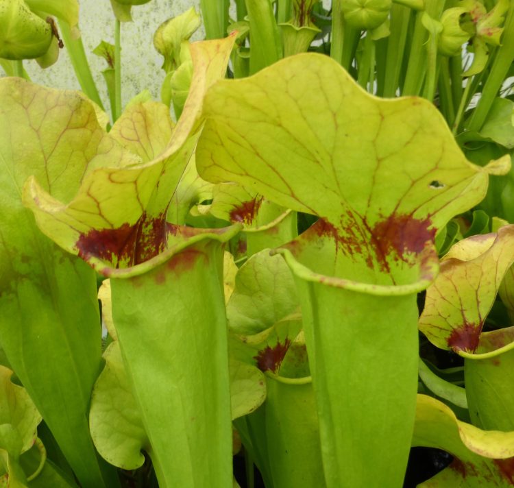 Sarracenia x catesbaei 'Golden Eagle'