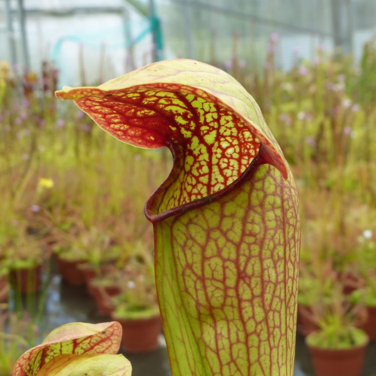 Sarracenia 'Norman Parker'