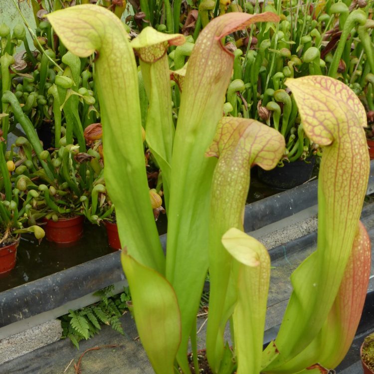 Sarracenia 'Norman Parker'