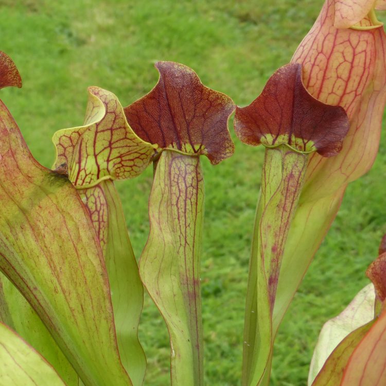 Sarracenia x exornata