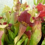 Sarracenia x exornata