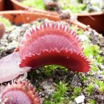 Venus Flytrap 'Scarlet Bristle'